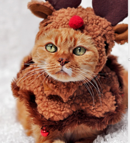 мой хозяин дебил