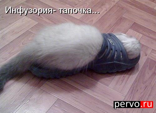 Инфузория - тапочка