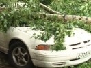 В Первоуральске на легковой автомобиль упал тополь. Видео