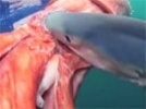 Атака морских титанов: в Австралии выловили гигантского кальмара, а в США - мегаакулу. ВИДЕО