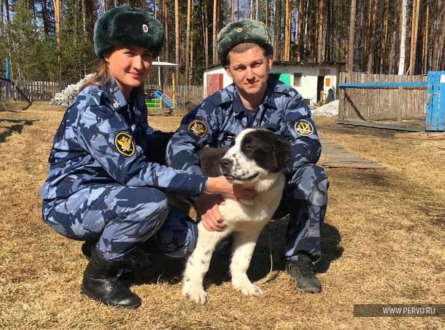 Щенки из Первоуральского питомника ГУФСИН отправились служить в Киров