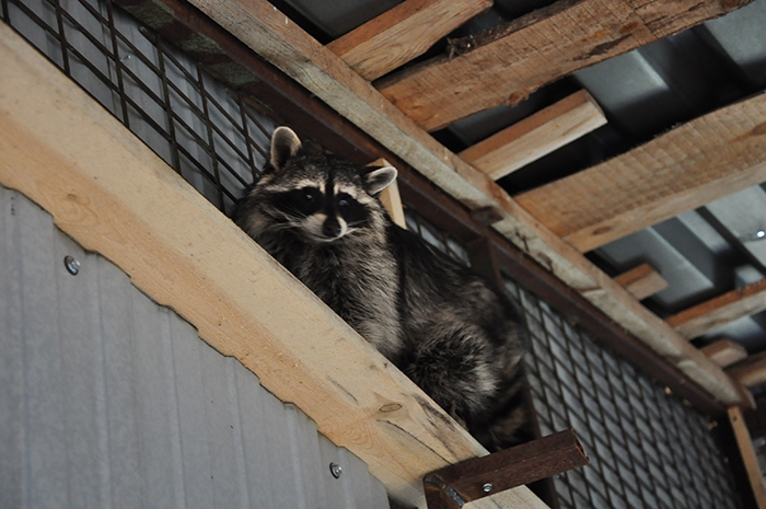 Летние резиденции готовы принимать гостей