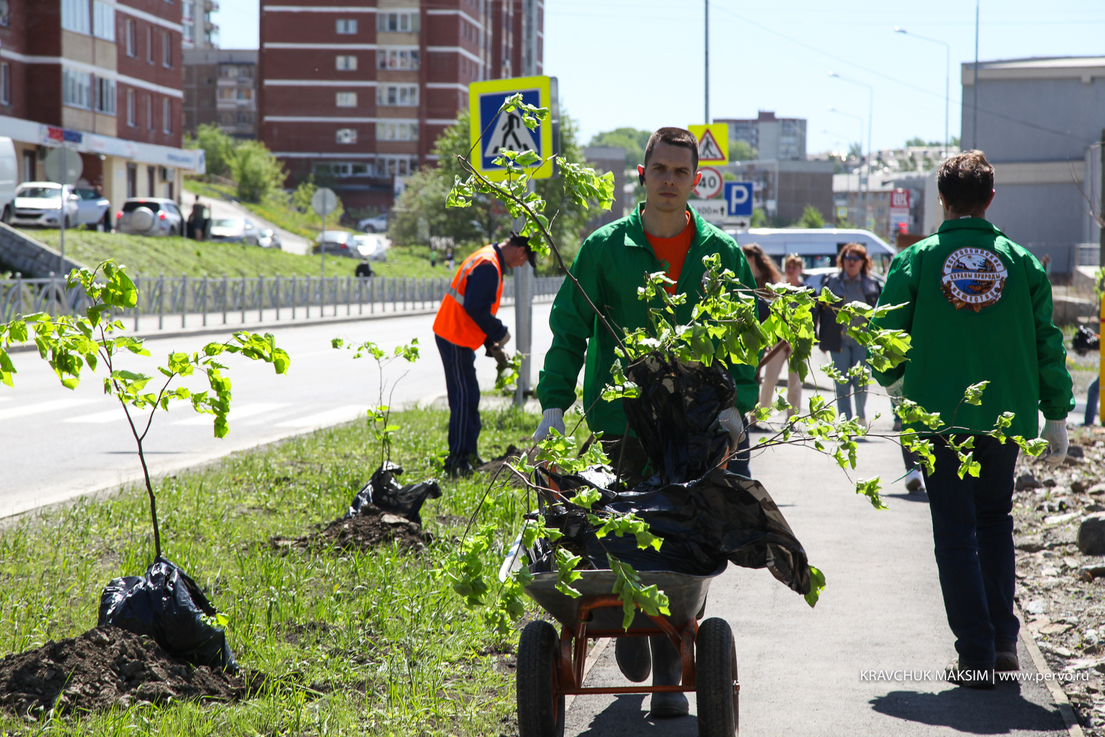 На улице Береговая высадили 170 березок и лип