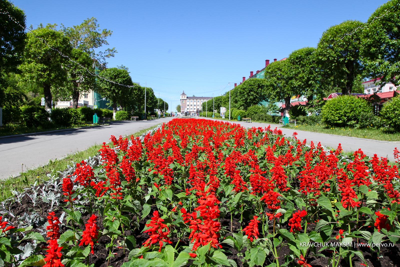 Клумбы Первоуральска украсят 157 тысяч цветов