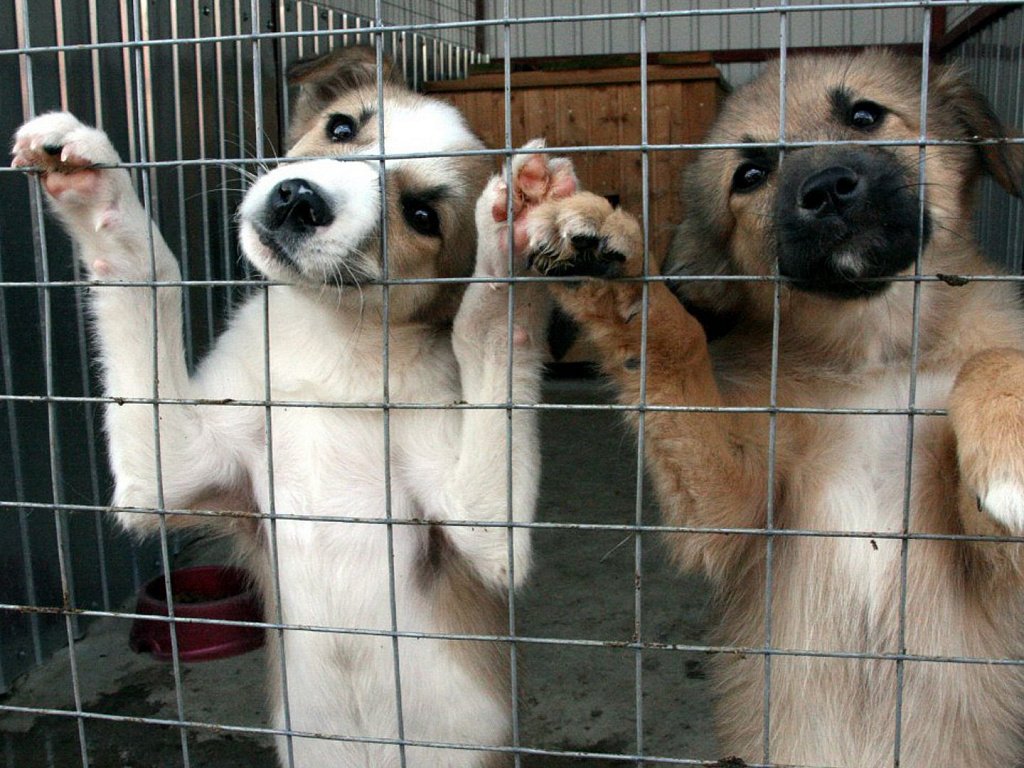 Питомник ГУФСИН получил  высокую оценку проверяющих