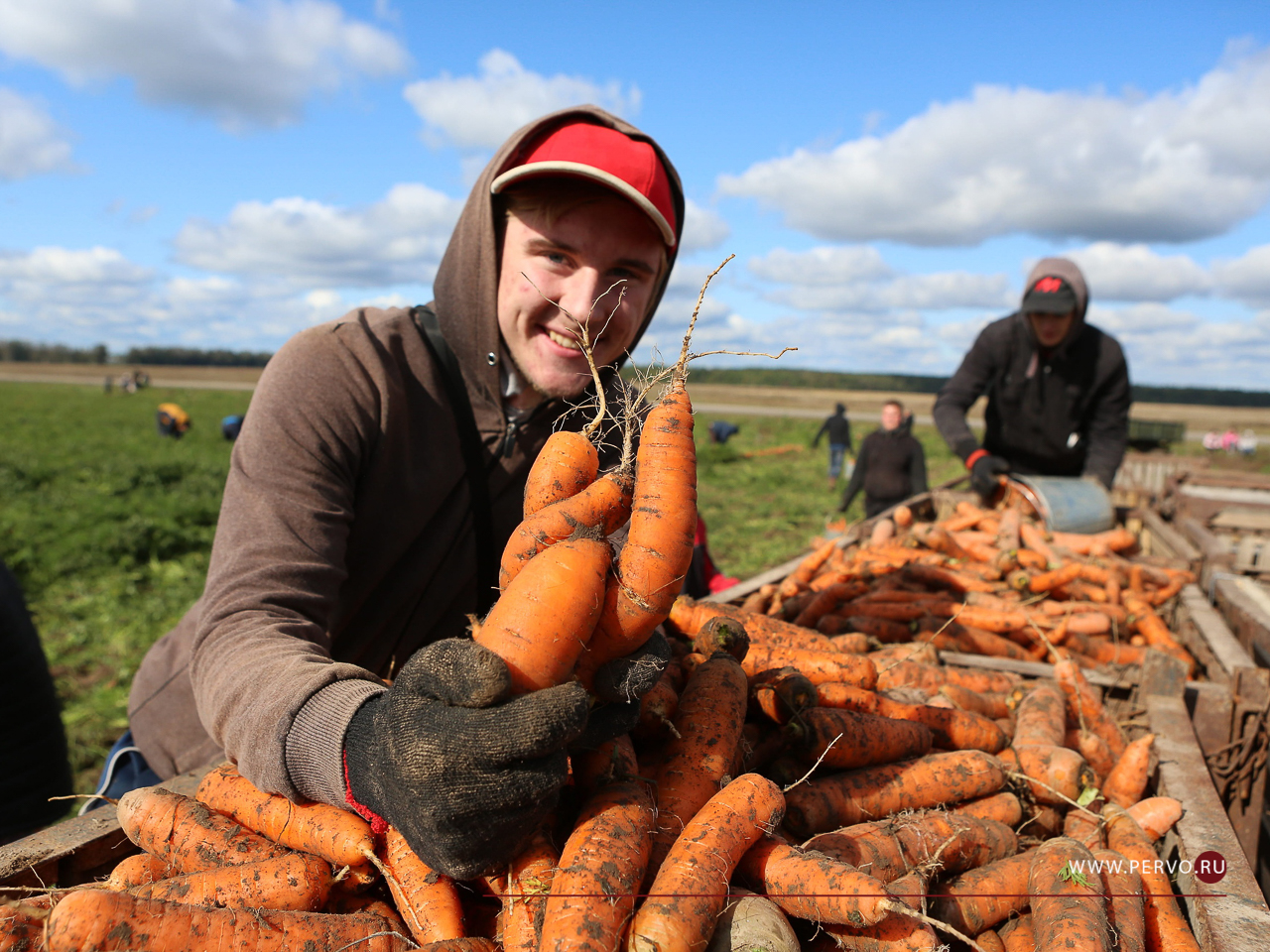Совхоз «Первоуральский» приглашает на уборку урожая