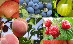 Могут ли фумиганты защитить плодово-ягодные культуры от насекомых-вредителей