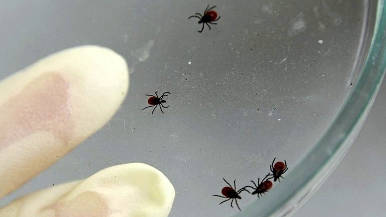 Клещи покусали более 300 первоуральцев