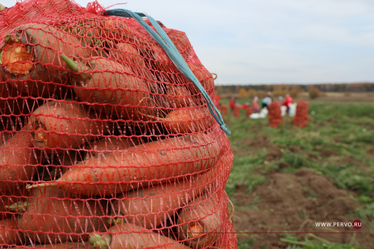Директор СХПК «Битимский» пожаловался на засуху