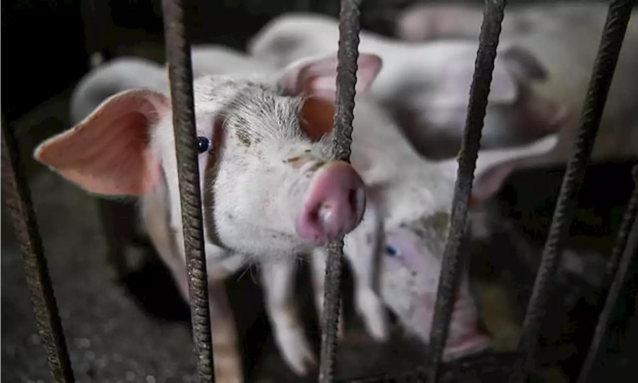 В деревне под Первоуральском ввели карантин из-за африканской чумы свиней