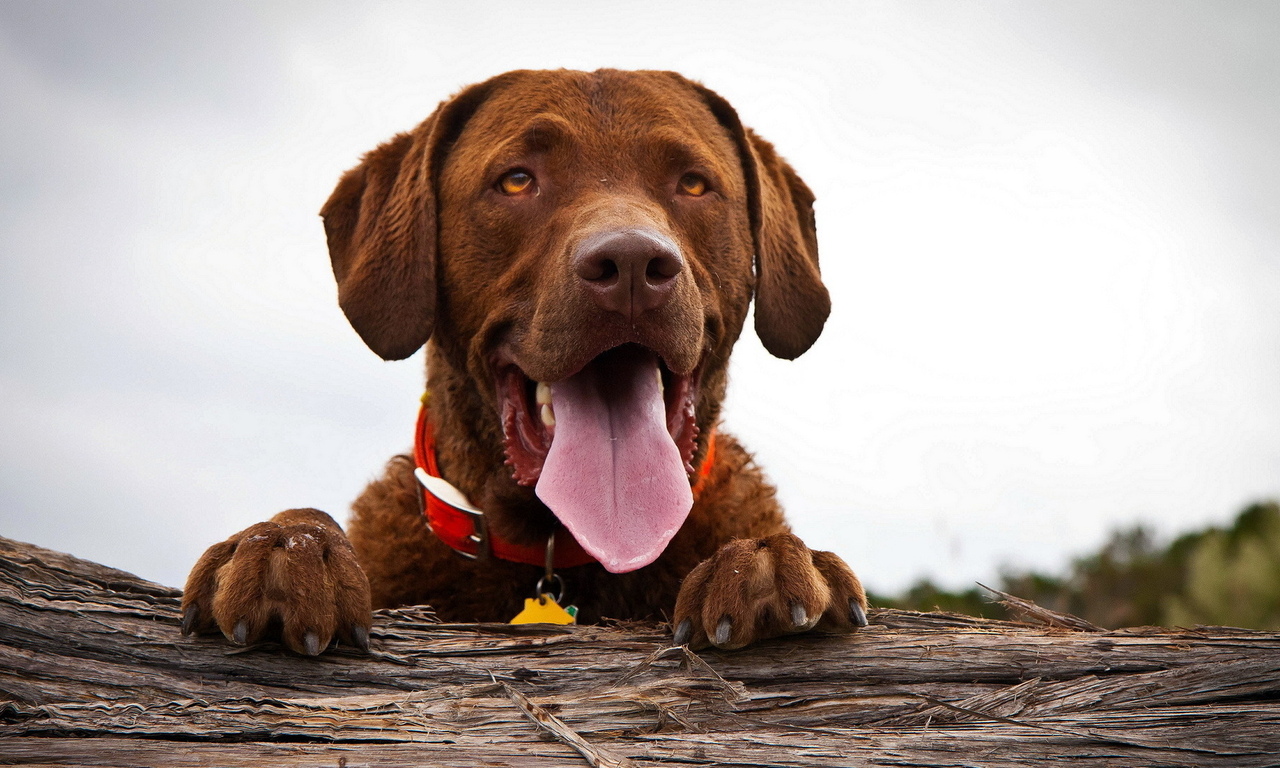Владельцев собак предупреждают о новы штрафах