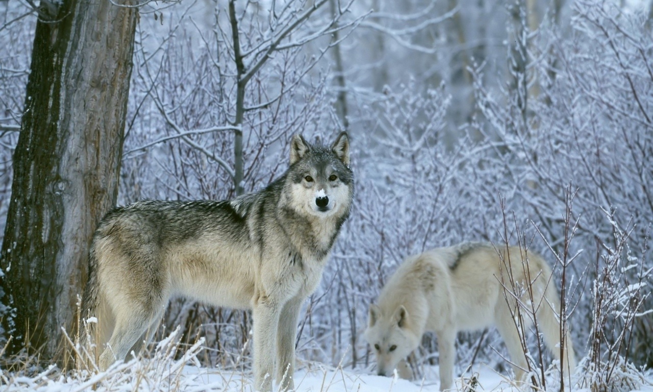 Охотникам разрешили отстреливать 100% волков