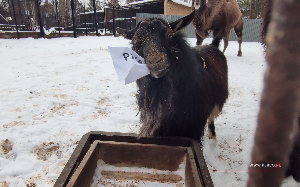 Первоуральский мини-зоопарк получил лицензию