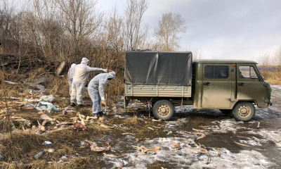 Ветеринары сожгли найденные в гаражах трупы животных
