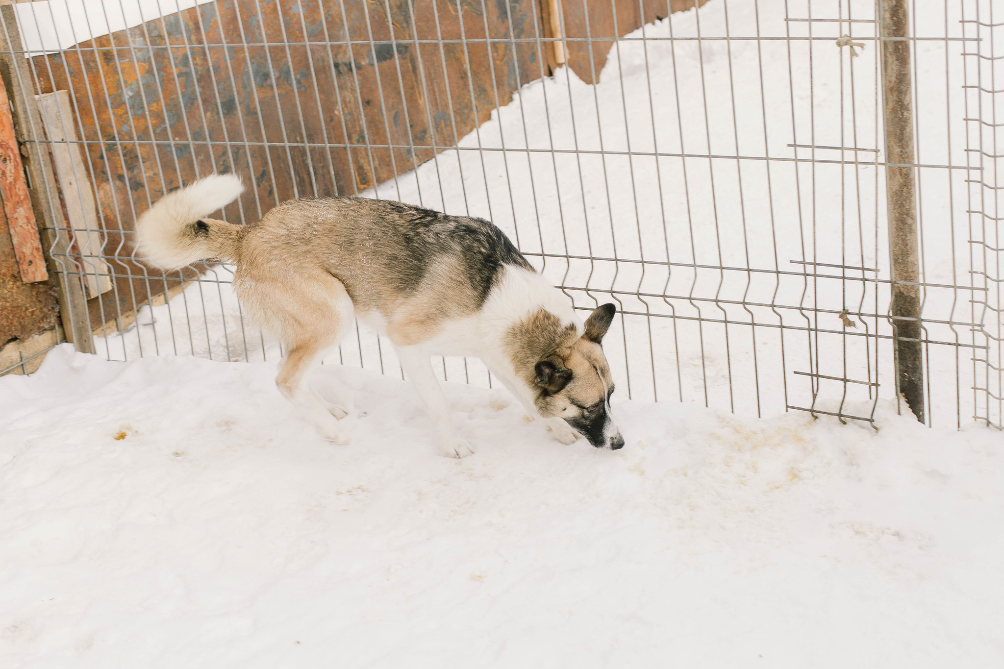 Приюту для животных грозит отключение электричества