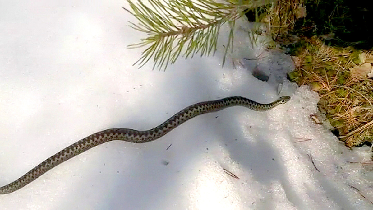 После зимней спячки проснулись гадюки