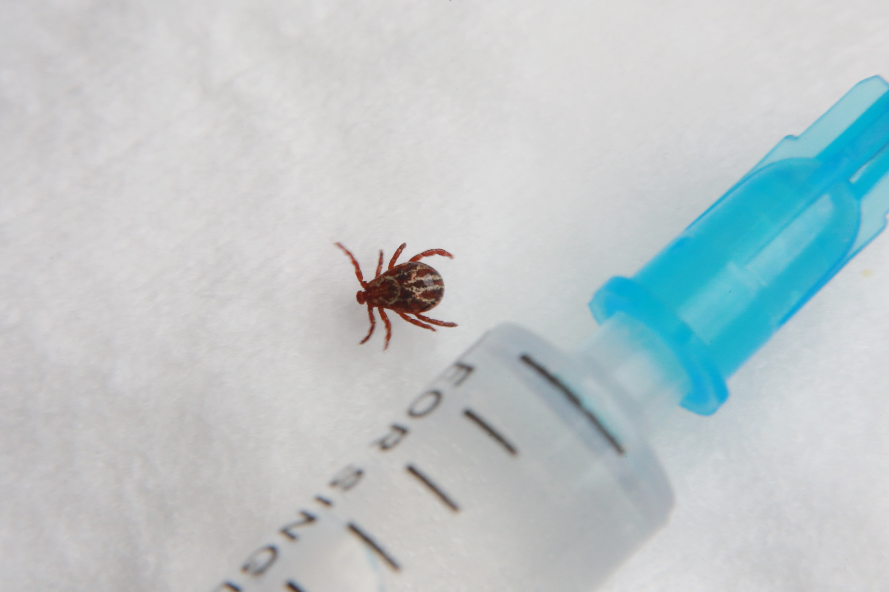 70% первоуральцев привились от клещевого энцефалита