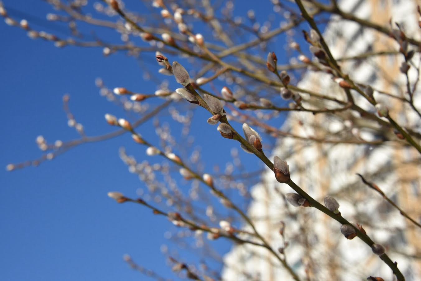 В городе потеплеет до +15 °C
