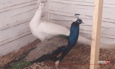 В первоуральском мини-зоопарке появились павлины