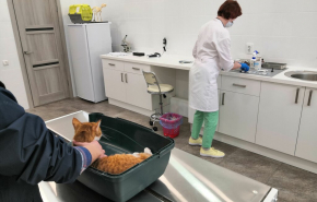 Ветеринарная клиника one:vet - все виды ветеринарных услуг в одном месте