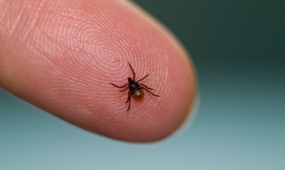 Клещи активизировались: за апрель в Первоуральске покусано 9 детей