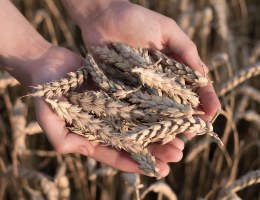 В России нашли способ повысить урожайность пшеницы с помощью бацилл
