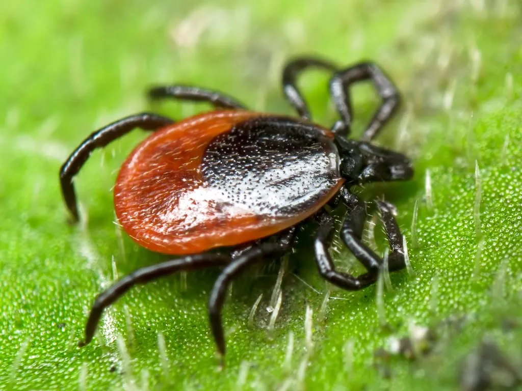 Семь детей попали в стационар с подозрением на клещевой энцефалит