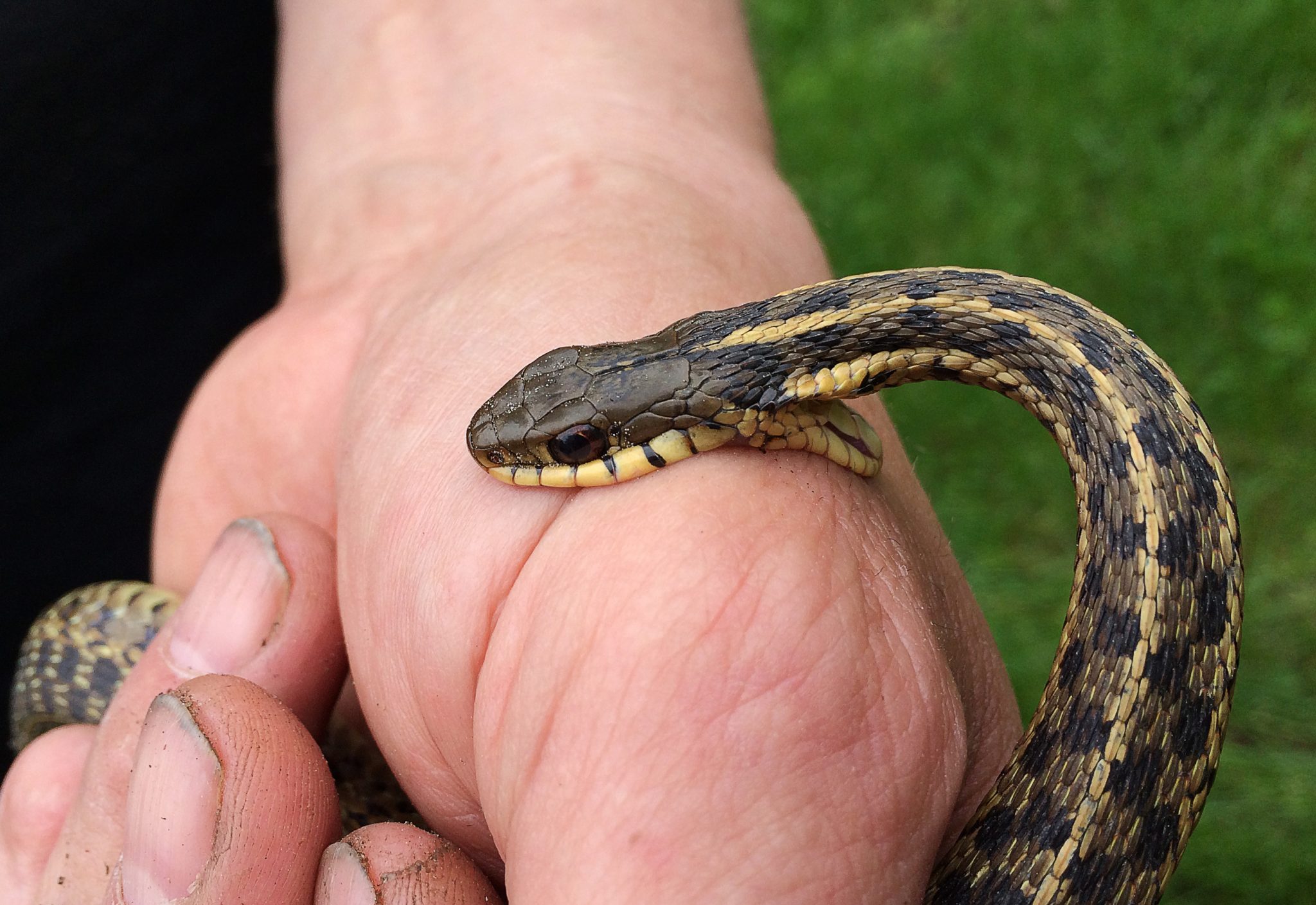 В Первоуральске от укусов змей пострадали три человека