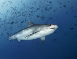 Дайверы назвали причиной агрессии акул в Красном море шум моторных лодок