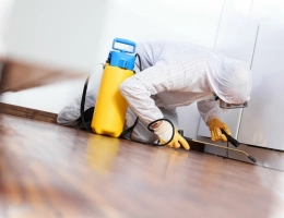 Как надолго избавиться от тараканов и клопов