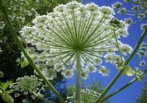 В Первоуральске уничтожают опасный борщевик