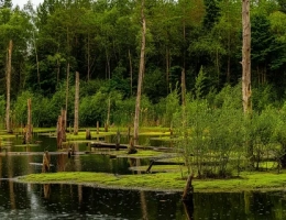 Власти российского города потратили ₽400 млн на оборудование русла реки и получили болото