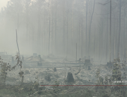 Под Полевским потушили лесной пожар площадью 14 гектаров