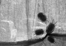 В ИКЦ можно будет увидеть сайнс-арт – проект