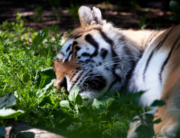 В Минприроды рассказали, сколько амурских тигров ежегодно гибнет в России
