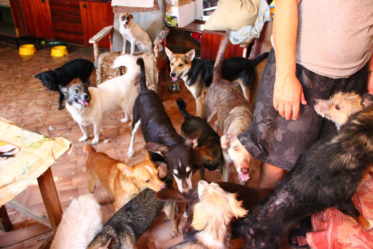 В Первоуральске суд постановил убрать животных из квартиры женщины