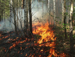 Площадь лесных пожаров в России превысила 100 тысяч га впервые с конца июня