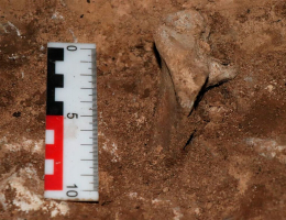 В челябинской пещере ученые обнаружили доисторический частокол из костей