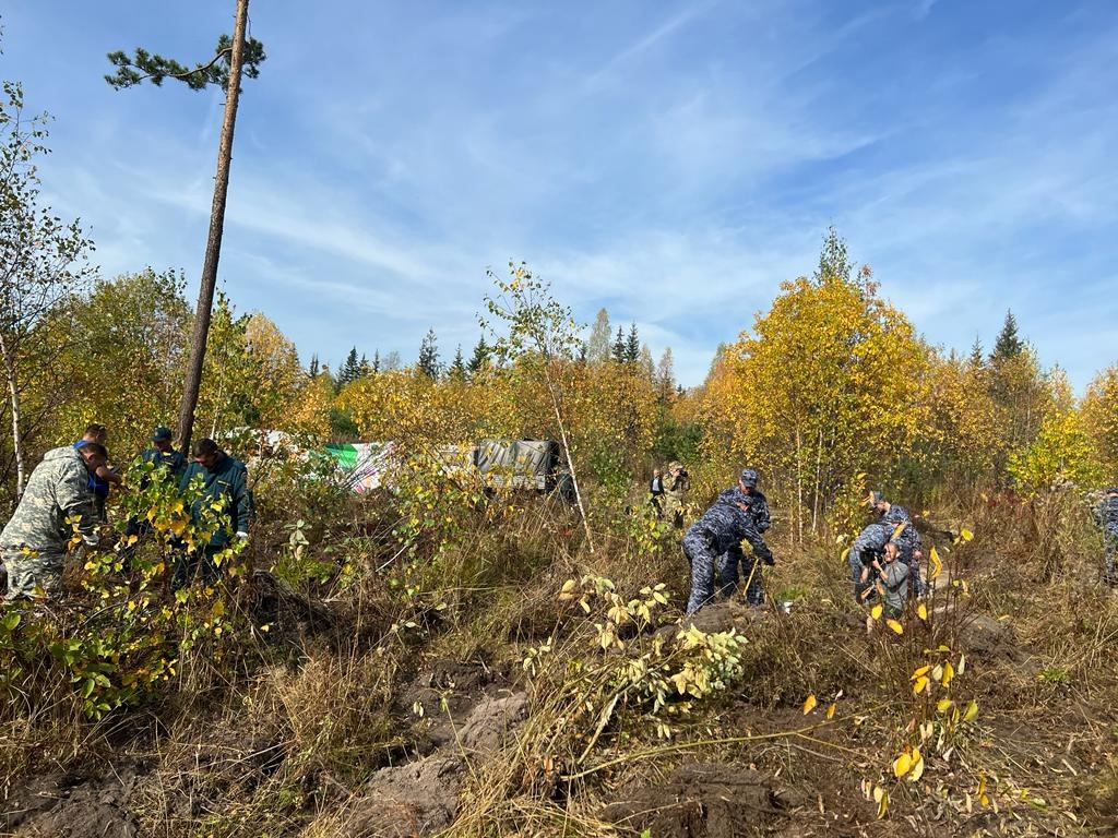 Под Первоуральском высадили 6000 саженцев сибирской ели