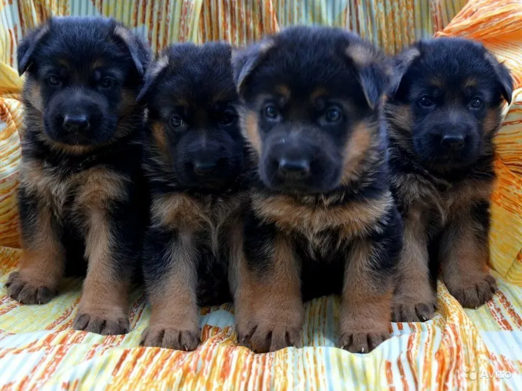 Щенки из племпитомника отправились служить в Башкирию и Оренбург