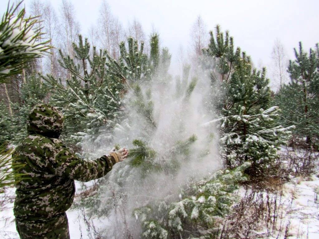 Первоуральцы могут сами срубить новогоднюю ёлку