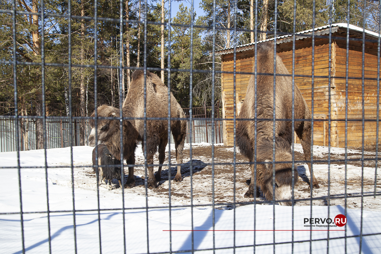 Дети мобилизованных граждан могут бесплатно посетить мини-зоопарк