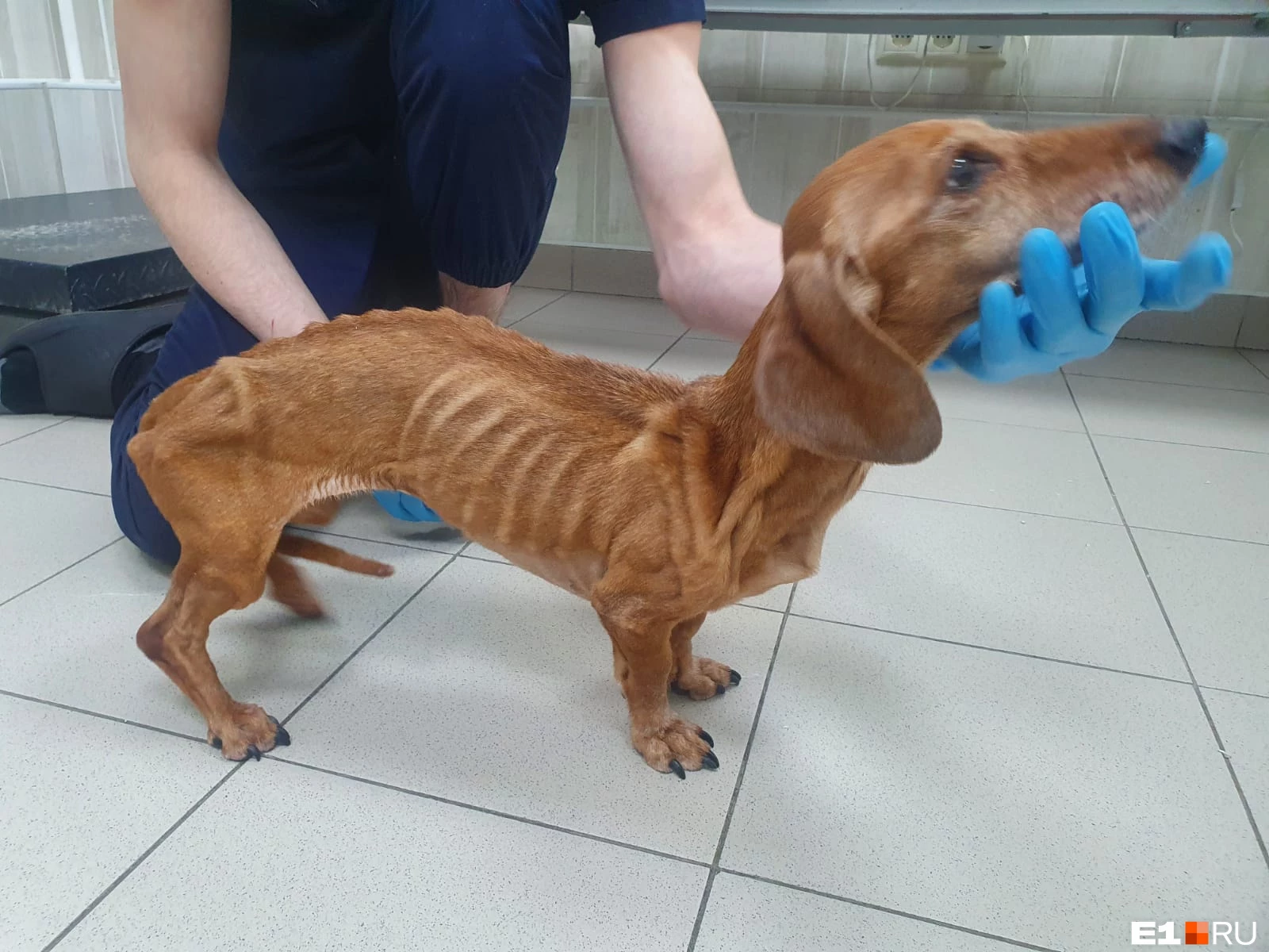 «Выкинули на остановке»: в Первоуральскке нашли истощенную таксу