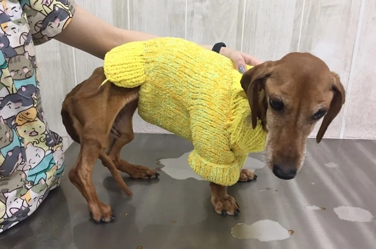 Стало известно, как дела у таксы, найденной в состоянии крайнего истощения