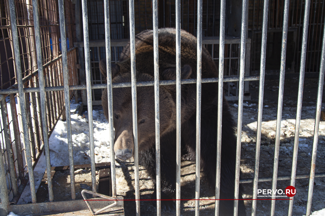 В мини-зоопарке проснулись медведи Михей и Балу