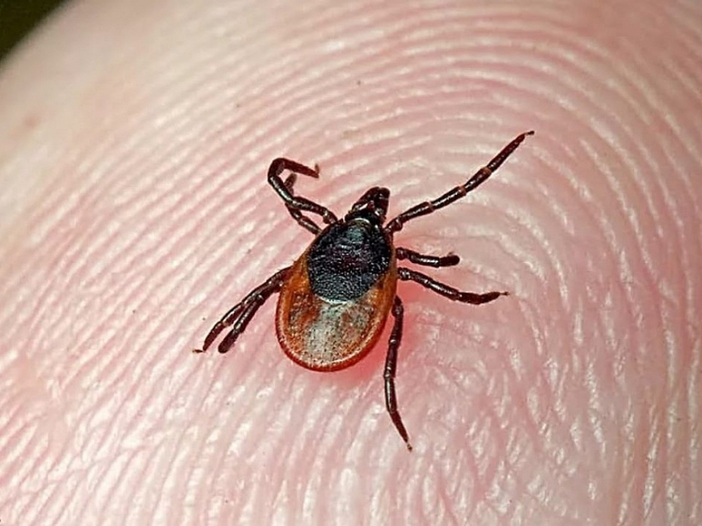 Клещи перебрались в город и стали агрессивнее