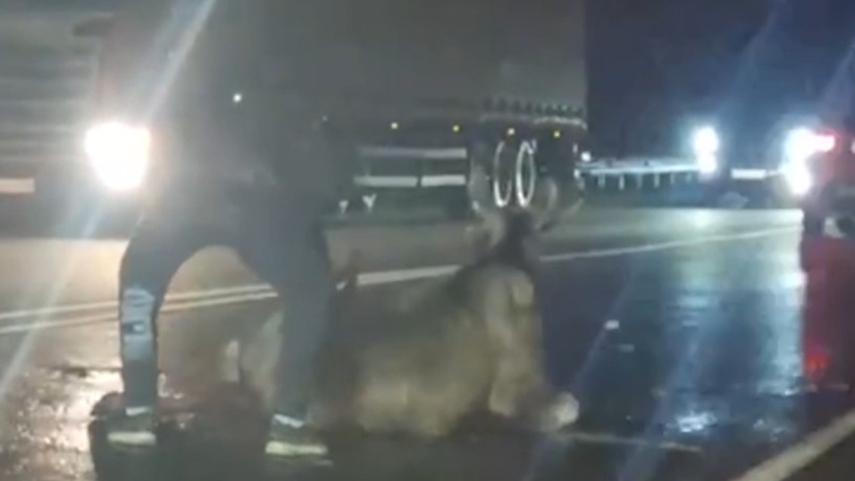 Живодер изрубил сбитого лося. Изверга ищут больше полугода