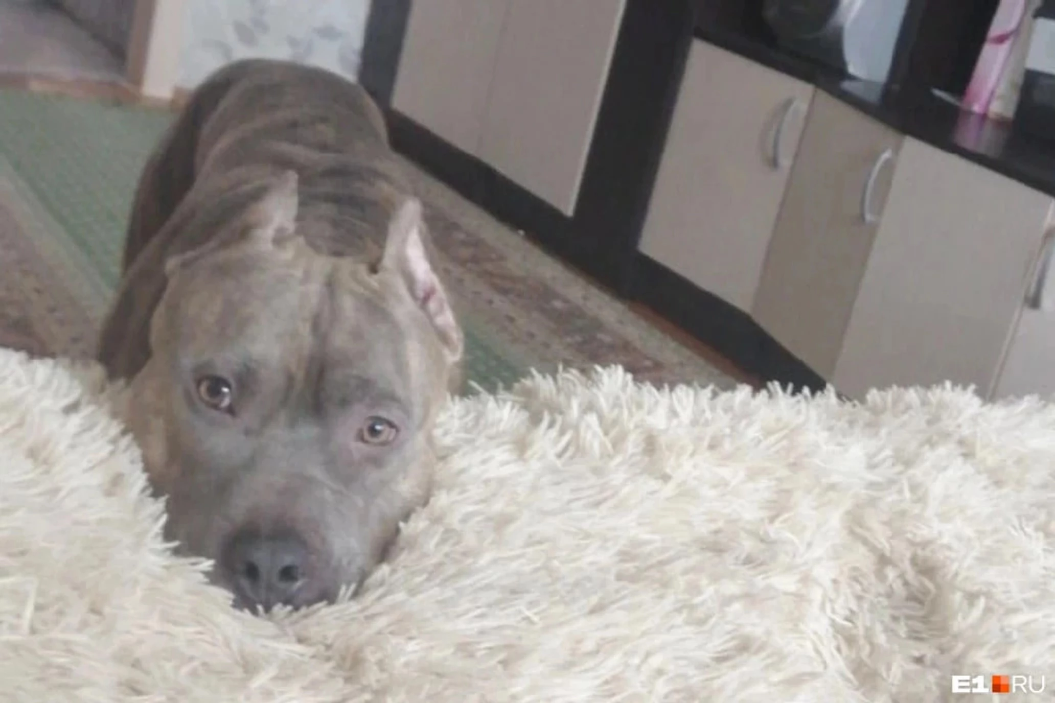 Девушка сумела забрать свою собаку у зоозащиты через суд