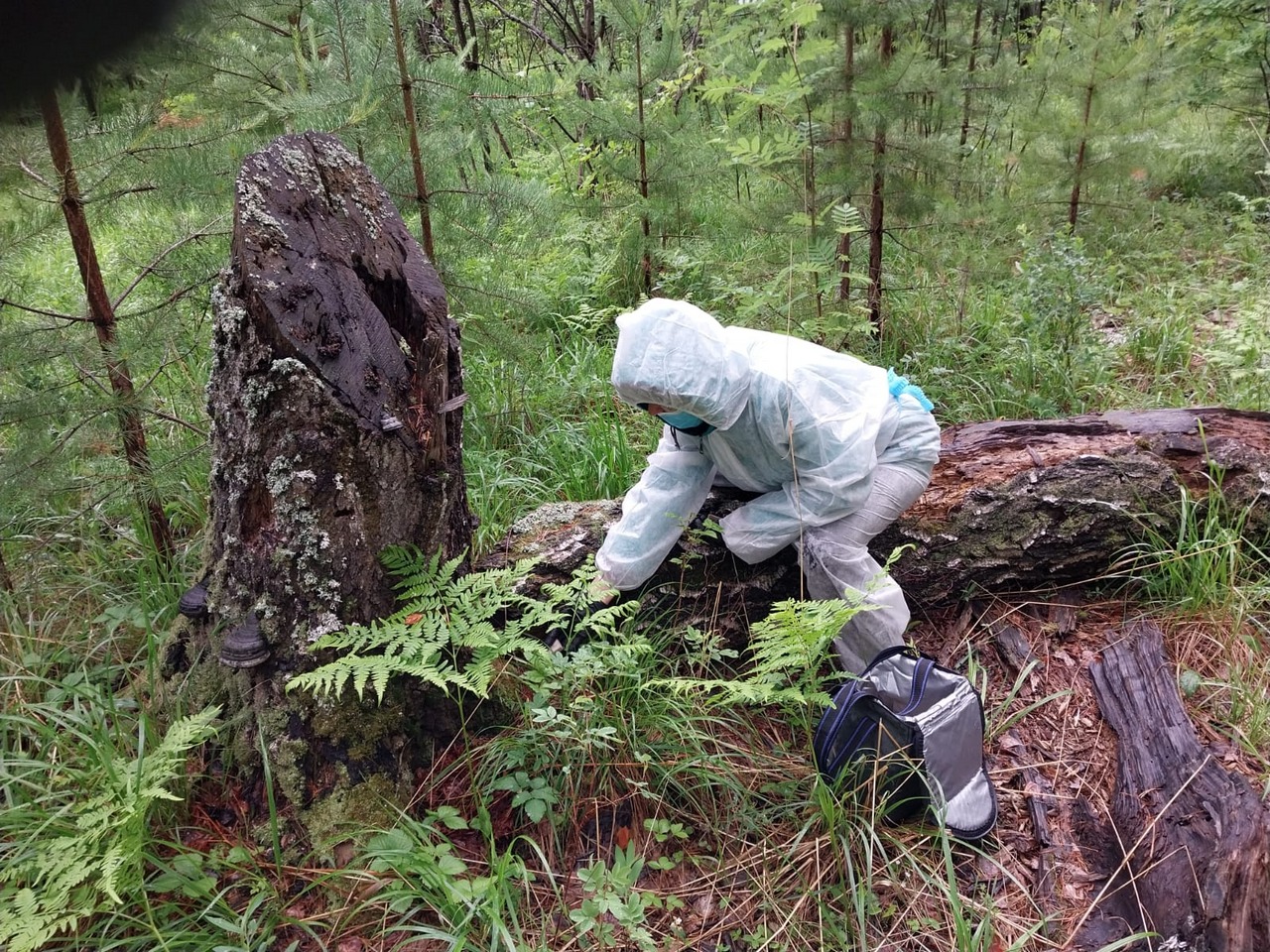 Дозы вакцины против бешенства диких животных разложат в первоуральских лесах
