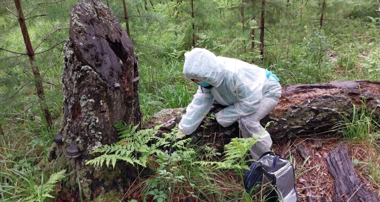 Дозы вакцины против бешенства диких животных разложат в первоуральских лесах